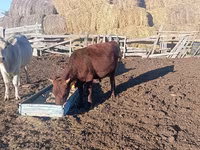 Lembu betina, Cattle — foto 4