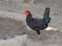 Chickens — รูปภาพ 6