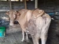 Krava, Simmental cattle — fotografija 8
