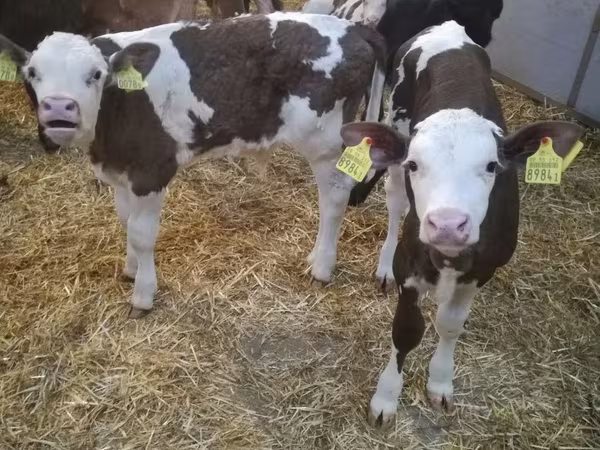 Rinder (Partie, Geschlecht nicht angegeben), Simmental cattle