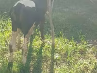 Bull, Cattle — photo 3