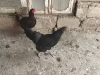 آسترالورپ — عکس 3