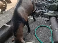 Ri’ lab, Alpine goat — sawirka 1