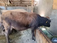Kuh, Swiss cattle — Foto 3