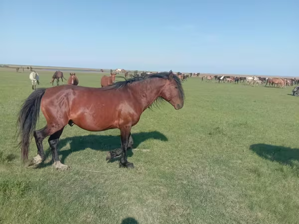雌馬, Mugalzhar horse