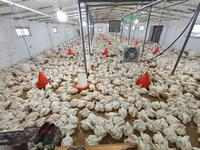 Chickens — fotografija 2