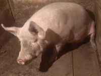 Scrofa, Maiali — foto 2