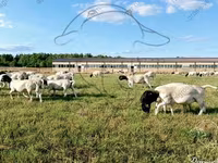 Bélier, Dorper sheep — photo 1