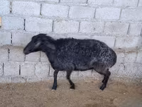 نعجة, الأغنام — الصورة 2