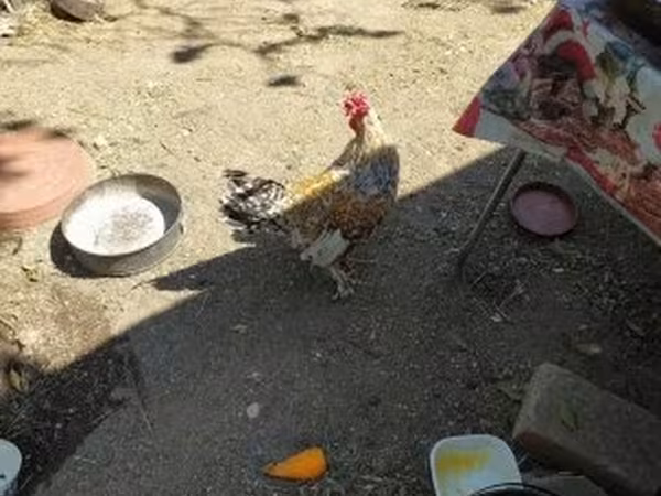 Chickens