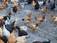 Chickens — الصورة 1