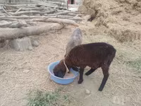 گوسفند (گروه، جنسیت مشخص نشده), گوسفند — عکس 2