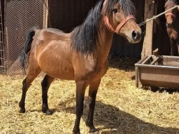 Kůň, Koně