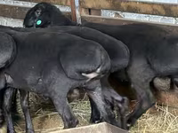 كبش, Hissar sheep — الصورة 5