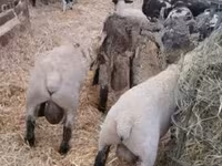 قوچ, White Suffolk sheep — عکس 1