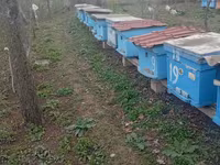 Arı ailəsi və komplekt pətəklər satılır Bakfast və yerli Qafqaz sortu — عکس 3