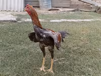 Chickens — zdjęcie 4