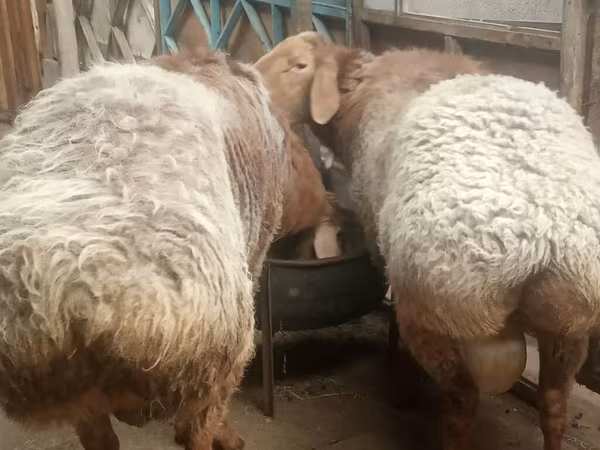 Baran, Arashan sheep