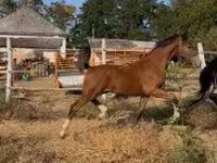 Hingst, Dutch warmblood horse — foto 4