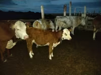 Bou, Simmental cattle — foto 3