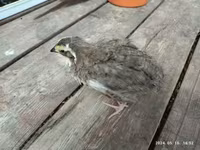 Quails — 3 зураг