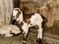 Kozel, Kamori goats — foto 1