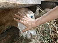 Berbec, Arashan sheep — foto 2
