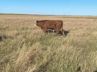 Býk, Swiss cattle — foto 2