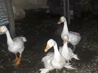 Geese — الصورة 4
