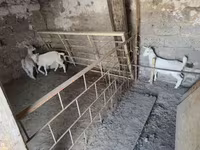 Koza, Kozy — foto 1