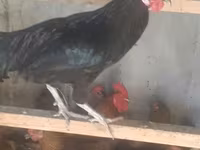 Australorp — foto 2