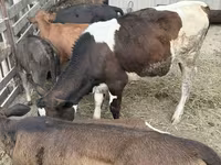 Бух, Russian Black pied cattle — 2 зураг