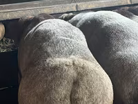 Beran, Arashan sheep — foto 4