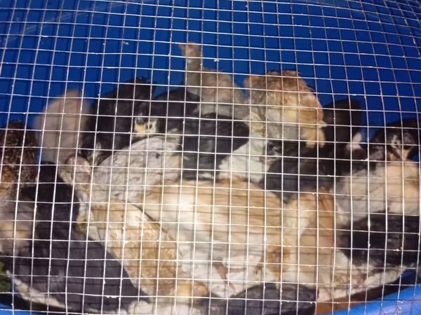 Turkeys