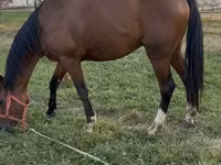 Cavallo, Thoroughbred horse — foto 2