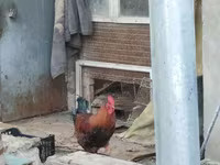 Chickens — Foto 3