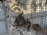 Guinea fowl — புகைப்படம் 2