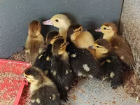 Domestic Muscovy — foto 4