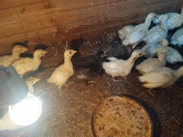 Turkeys