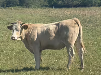 Kuh, Charolais cattle — Foto 1