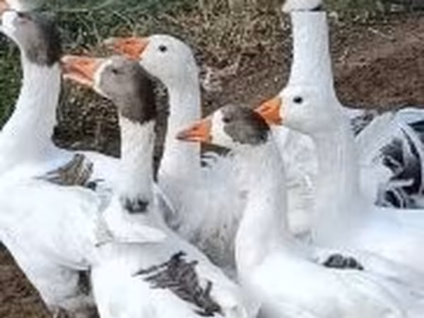 Каздар