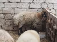 قوچ, Blackheaded Persian sheep — عکس 5