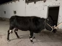 Mucca, Latvian Blue cattle — foto 4