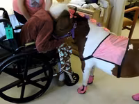 Cavalla, Miniature horse — foto 7