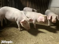 Eber, Schweine — Foto 7