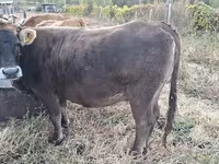 Lembu betina, Cattle — foto 2