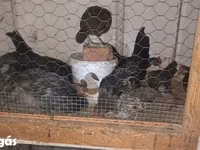 Chickens — 5 зураг