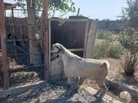 แพะตัวผู้, Damask goat — รูปภาพ 6