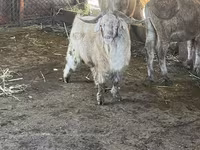 Capra, Capre — foto 1