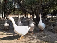 Geese — عکس 4